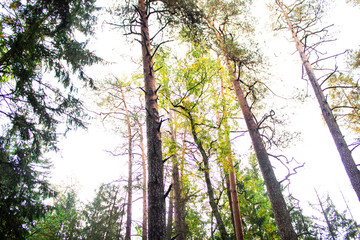 Obraz premium sun shining through trees