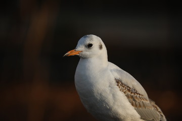 close up of a seagull