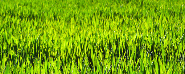 Juicy green spring grass. Abstract Summer background texture of colorful green high vegetation. soft focus. New close-up bright green grass in park or football pitch or golf yard.