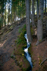 Bachlauf im Ultental, Südtirol