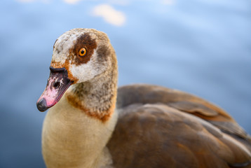Egyptian goose in Kelsey Park, Beckenham, London. The Egyptian goose is standing by a lake looking...