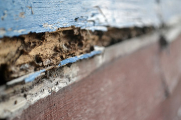 Wood that is eaten by termites. Old wooden wall.