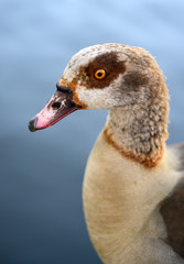 Egyptian goose in Kelsey Park, Beckenham, Greater London. Portrait of an Egyptian goose looking left. Egyptian geese are common in Kelsey Park, Beckenham. Egyptian goose (Alopochen aegyptiaca), UK.