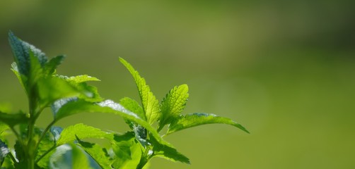 Zitronenmelisse im sonnigen Garten