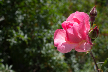 Pink bush rose with drops of water on the petals against the background of the garden