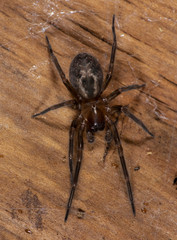 Lace-weaver Spider - Amaurobius similis . Natural wooden background
