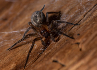 Lace-weaver Spider - Amaurobius similis . Natural wooden background