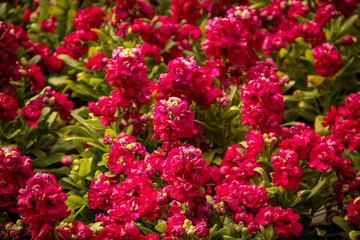 Red flowers blooming