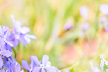 Fototapeta na wymiar Bluer and defocus.colorful background in green pink colors, the bokeh effect.Element of design.Pink green Spring summer background. Juicy young green grass in defocus.Purple flowers