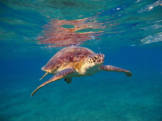 Turtle. Big green turtle on the reefs of the Red Sea.
