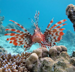 Lionfish Scorpaenidae (Scorpaenidae) Lionfish warrior. Zebra fish.

