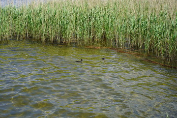 Müggelsee mit Haubentauchern