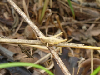 Camouflaged little brown grasshopper in Nam Nao National Park in Thailand