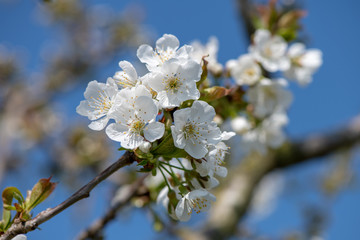 cherry blossom on blue sky