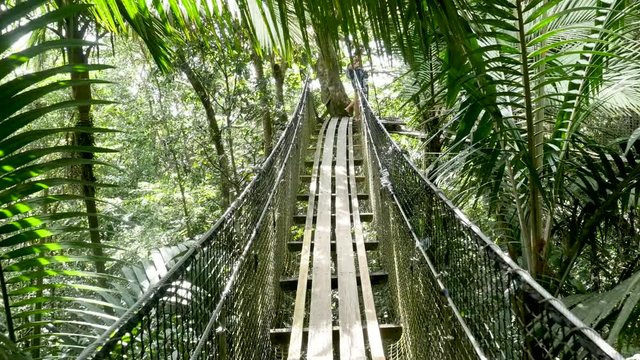 Person passing through a wooden hanging bridge in a tropical forest in Guadeloupe 
