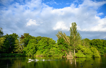 Kelsey Park, Beckenham, Greater London with blue sky and white clouds. A swan is landing on the...