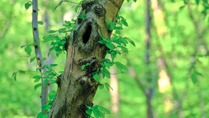 Alberi e foglie in un bosco.