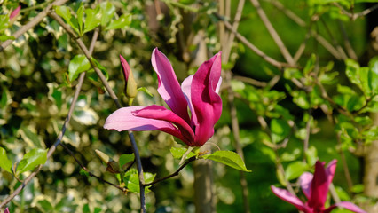 Fiore di magnolia su un albero