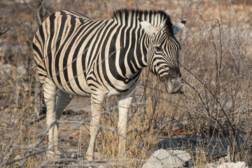 Fototapeta na wymiar Closeup portrait of striped zebra with smart big black eyes on African savanna chewing a dry bush. Safari in Namibia.
