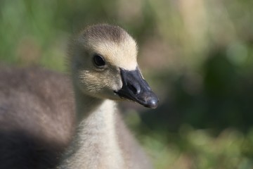 Canada Goode Gosling