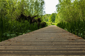 Close up wooden flooring, bridge in park with green trees background, copy space