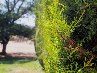 Green juniper branch.
Castileblanco de los Arroyos, Sevilla, Spain. August 2012.