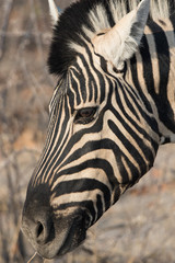 Naklejka premium Closeup portrait of striped zebra with smart big black eyes on African savanna chewing a dry bush. Safari in Namibia.