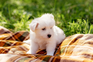 A white adorable puppy is sitting on a blanket on a Sunny lawn, a very beautiful little dog is outside in the summer