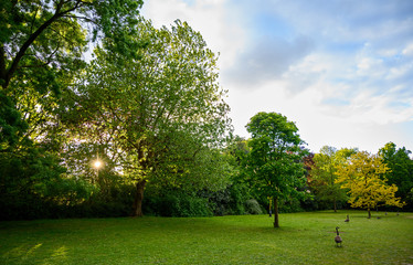 Geese in Kelsey Park, Beckenham, London. Geese with trees in the park at sunset. There are many geese in Kelsey Park, Beckenham, Kent. Canada goose (Branta canadensis), Greylag goose (Anser anser), UK