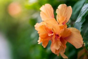 Close-up of orange flowers along the road and evening sunset bokeh.