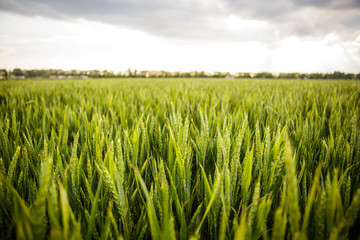 Green grass ears of wheat swaying in the wind blowing against the cloudy sky. Harvest of green wheat, swaying spikelets. Young wheat.