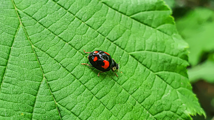 Insects in the suburban area. Spiders, ladybugs. Macro shot on green leaves. Nature, spring.