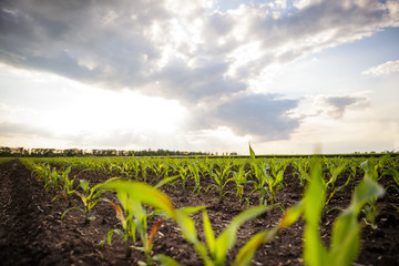 Young sprout lines corn on field with blue sky