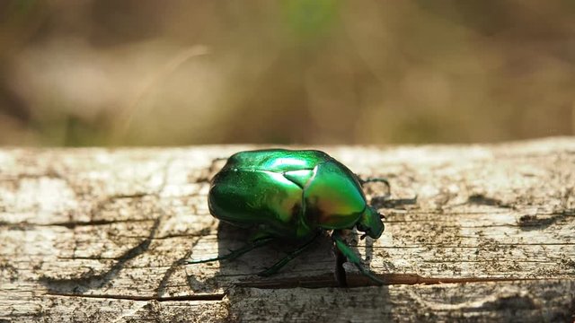 Beautiful metallic green scarab bug known as the June Beetle (Cetonia aurata) crawling on the cutted tree trunk in the forest. Illuminated by sunlight. Close-up.