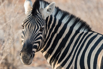 Fototapeta na wymiar Closeup portrait of striped zebra with smart big black eyes on African savanna chewing a dry bush. Safari in Namibia.