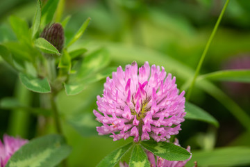 赤詰草 （アカツメクサ）、ムラサキツメクサの花