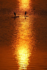 heron silhouette in the shining orange water at sunset