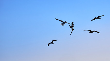 Gaviotas volando en un cielo azul