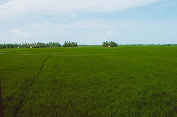 Rice fields in Kerala, India