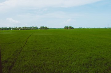 Fototapeta premium Rice fields in Kerala, India