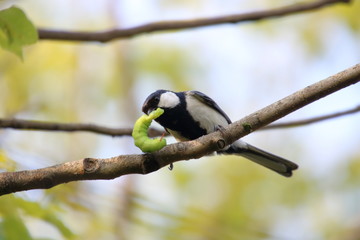 Great tit preying on a worm