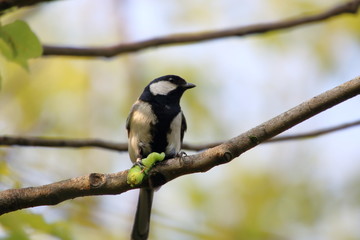 Great tit preying on a worm