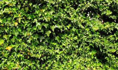  Background of green ivy leaves