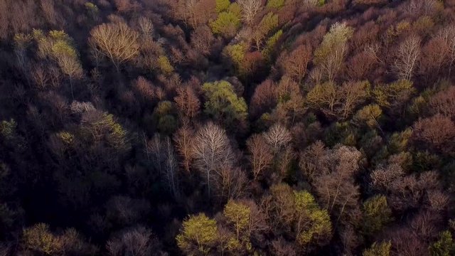 Aerial footage above the forest in spring season