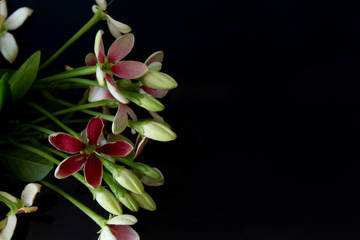 Fototapeta na wymiar spring background, summer blooming rangoon creeper flower