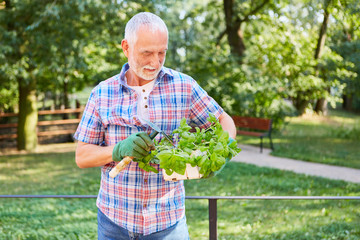 Old man as a gardener with basil in the basket