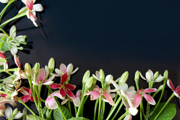 spring background, summer blooming rangoon creeper flower