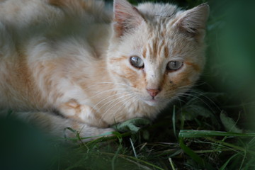 Gato callejero en naturakeza