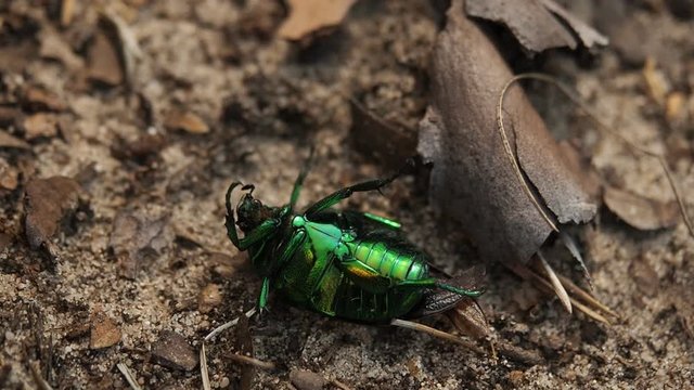 Beautiful metallic green scarab bug known as the June Beetle (Cetonia aurata) lying on his back and trying to stand on his feet in the forest. Illuminated by sunlight. Close-up.