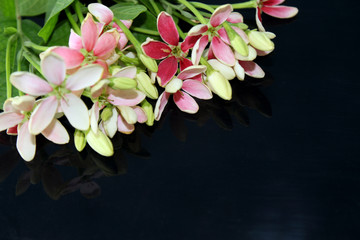 Naklejka na ściany i meble spring background, summer blooming rangoon creeper flower